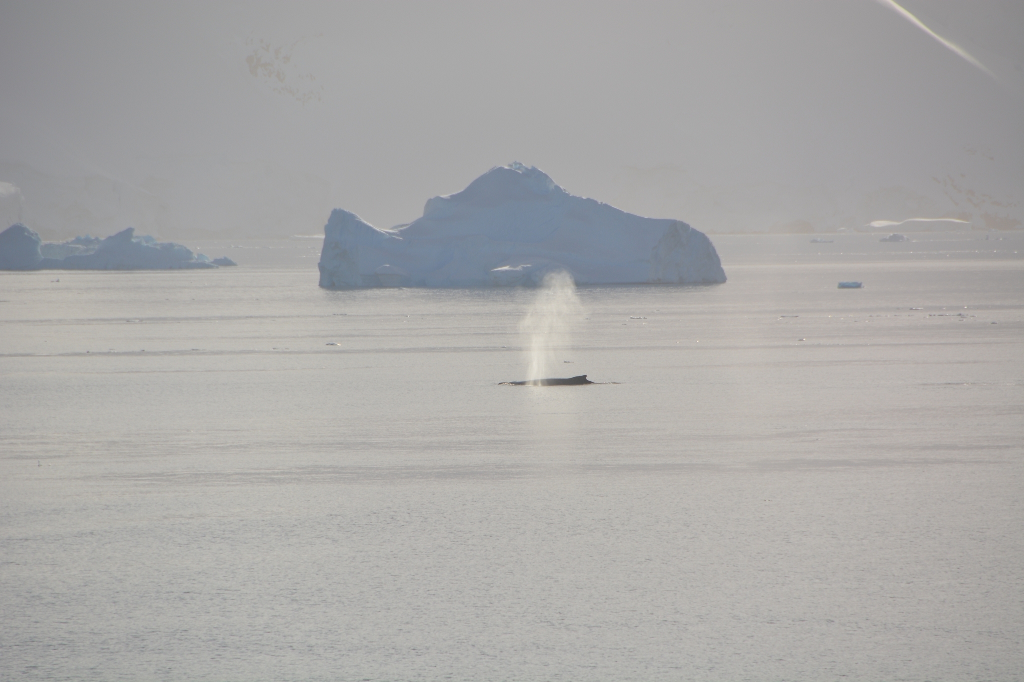 A humpback whale breathing infront of an iceberg